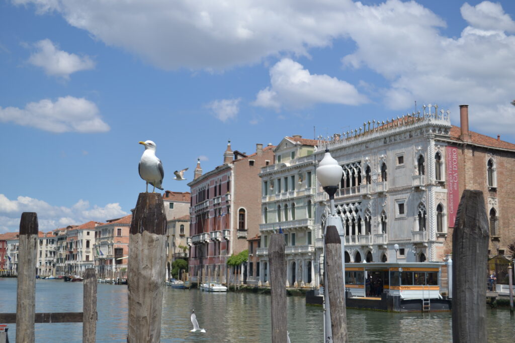 WanderWoman Venice – Licensed tour guide – Nature and interpretive guide – Tour leader